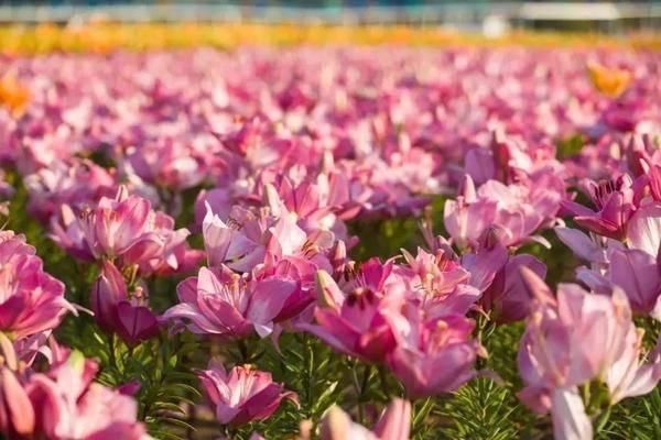 “高铁环游齐鲁”专享！鲁南高铁沿线40多家景区推出门票优惠