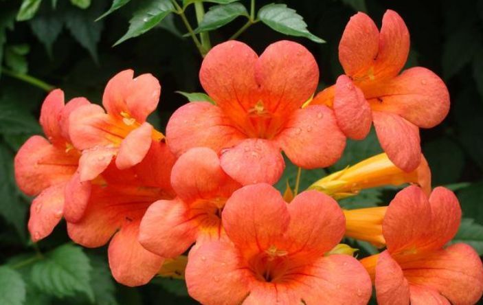  『能力』家有庭院就养“此花”，爬藤能力强，花色漂亮，开花多，开成花墙！