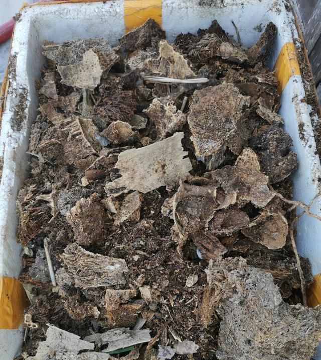  「植物」兰花有“癖好”,满足不了这几点,就不开花