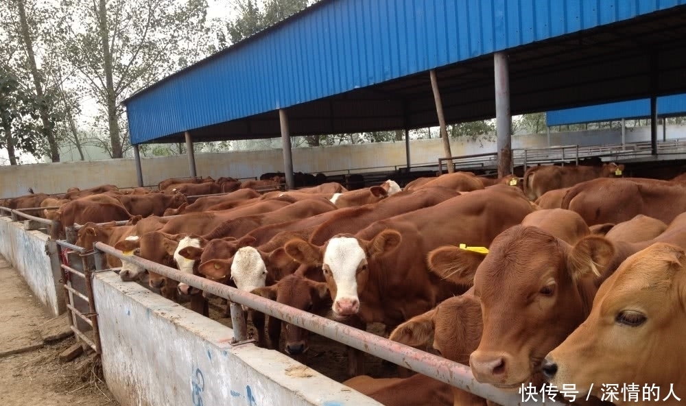  #养殖场#国家鼓励养殖，但这3个地方建养殖场将被“一刀拆除”，