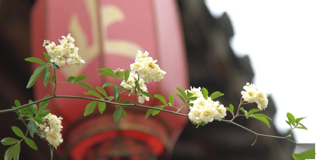 「木香花」老门东,花都开好了!