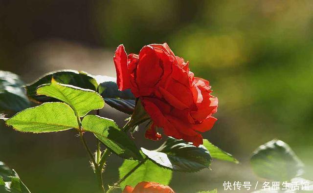 『茉莉花』这三种花卉,只要肥力、水分、阳光跟上,花量完全不发愁