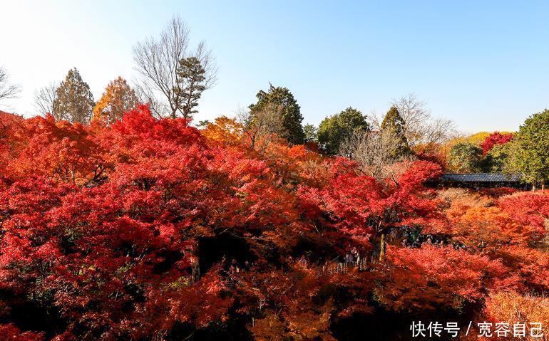 河南最美的自驾游路线，遍地都是红叶，被誉为“草原天路”！