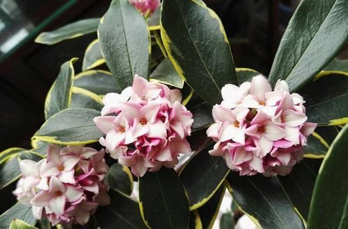  适合@适合懒人养的花，不用怎么管理，四季赏花，花开艳丽芳香怡人