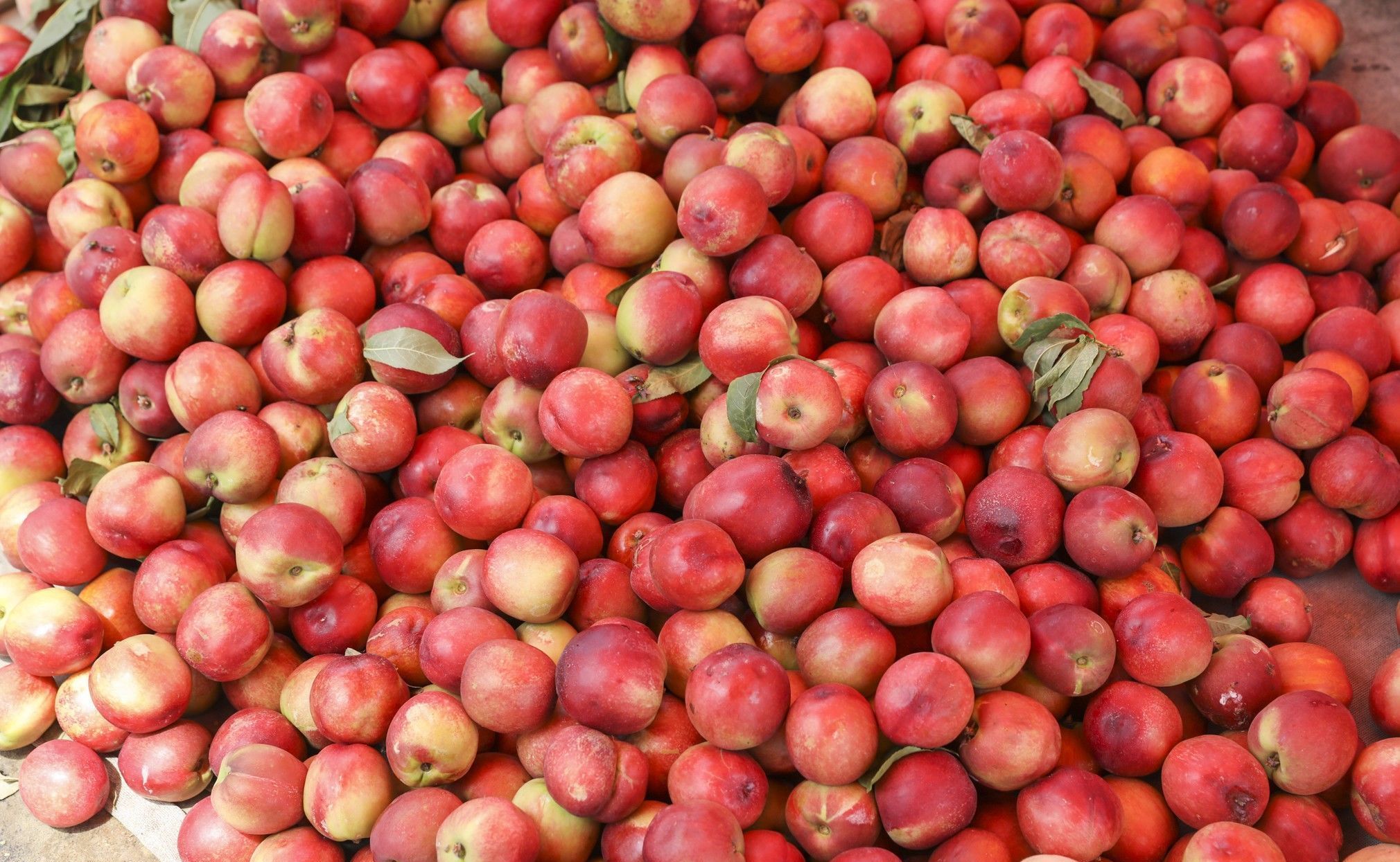 37度高温，70岁农村老人汗流浃背，农村大集一元二斤卖不掉