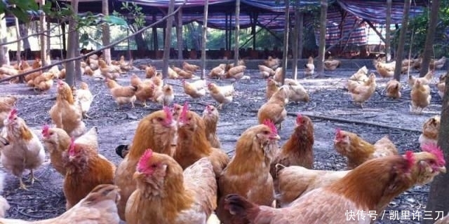  天然的有机|农户都会用的有机肥，如今却被禁用，鸡粪不腐熟的影响你都知道吗