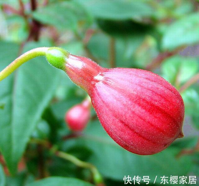  『彩色』“灯笼花”怎么养，注重4点技巧，花色鲜艳如彩色“灯笼”高高挂