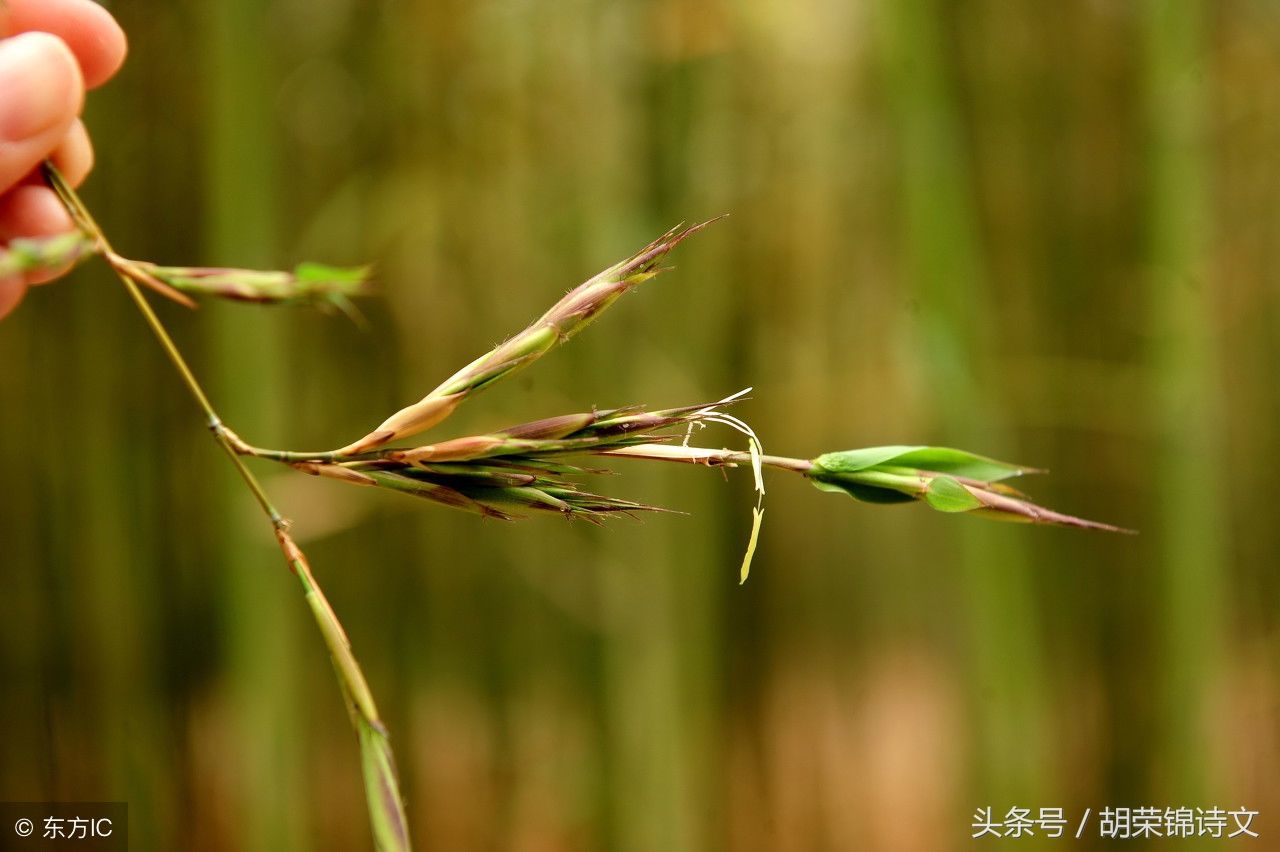 竹郎庙的传说很神奇，但人们记住了薛涛的“声声尽是迎郎曲”