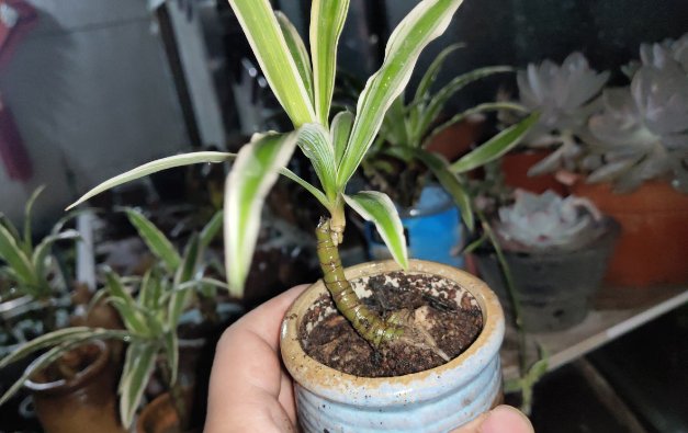\＂l6\＂: \＂水培富贵竹怎么养\＂给花狠心剃光头,新芽呼呼冒,1年变老桩!