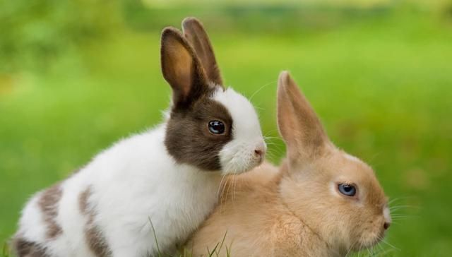  「野味」农村野兔越来越少，想吃野味难上加难，听听老农怎么说