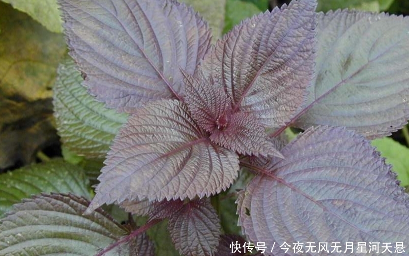 【实用价值】这种植物种在阳台上,不仅好看,而且还有很大的实用价值