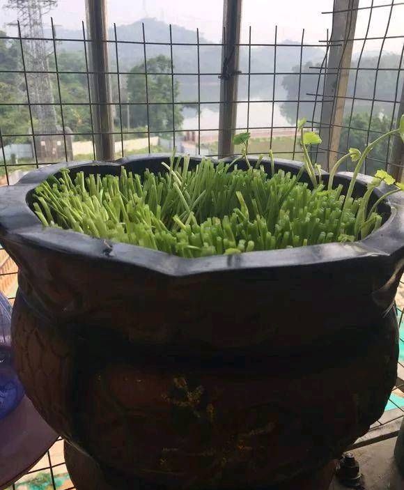  【这本】这本绿草很好养，土培和水培都很好养，家里一盆，长得真茂盛！