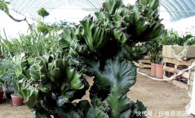  [植物]山东张大姐捡到1棵“植物”，将它种在花盆里，养1年，能值200！