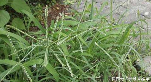  #粗壮#1种野草根茎粗壮，人称“牛筋草”，生长在农地被忽视，其实珍贵