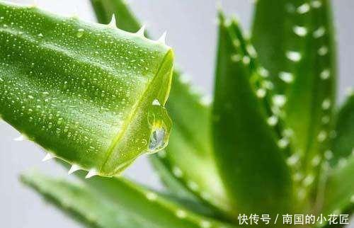 植物|芦荟品种多,有的能直接吃,好养味道美价值高