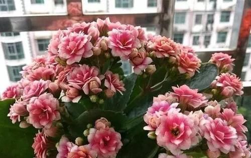  落叶|养长寿花,这个“关键点”别忽视!容易黄叶,落叶,趴趴掉花苞