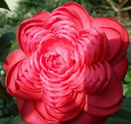  「呼呼」花期超长的6种花，颜色鲜艳又好养，天再冷也照样呼呼开！