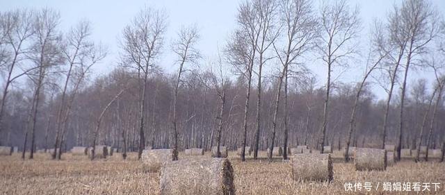  「天气」黑龙江不允许烧农作物秸秆，今天的雾霾天气是怎么形成的