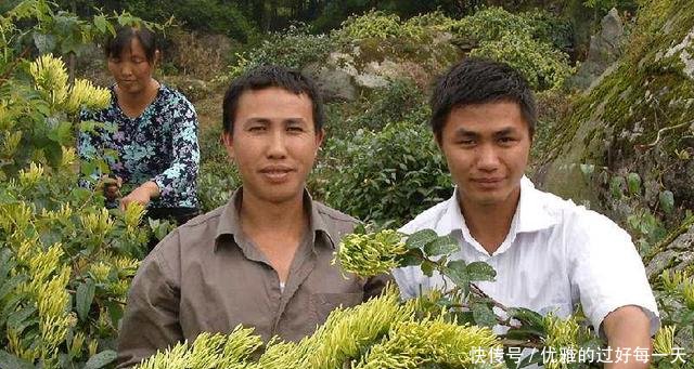 一斤售价高达100元，亩产五百斤，农民能信这样的创业项目吗