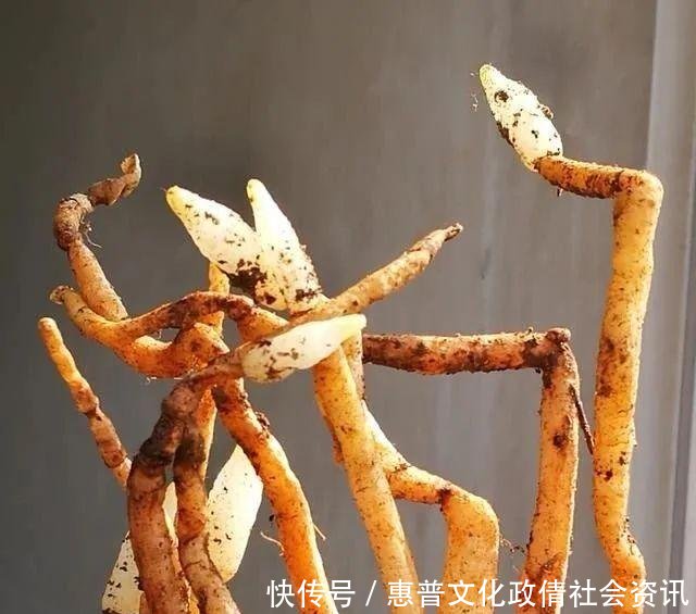 好摄农夫:这两种植物和兰花最容易混淆,简单的2点,就可以区分清楚