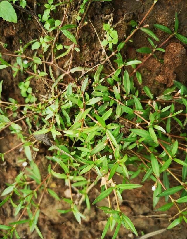 农村有一种叫“蛇舌草”的野草，有何作用呢？