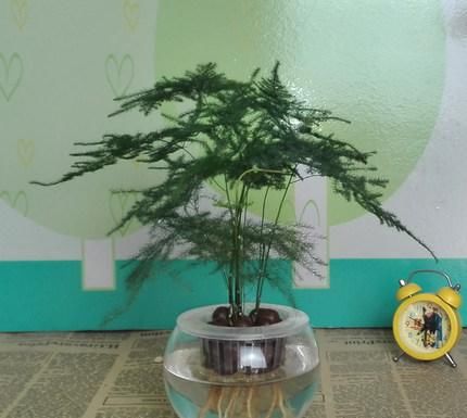  [水里]天一热花就不爱长？6种索性直接扔水里，个个精神气爽！