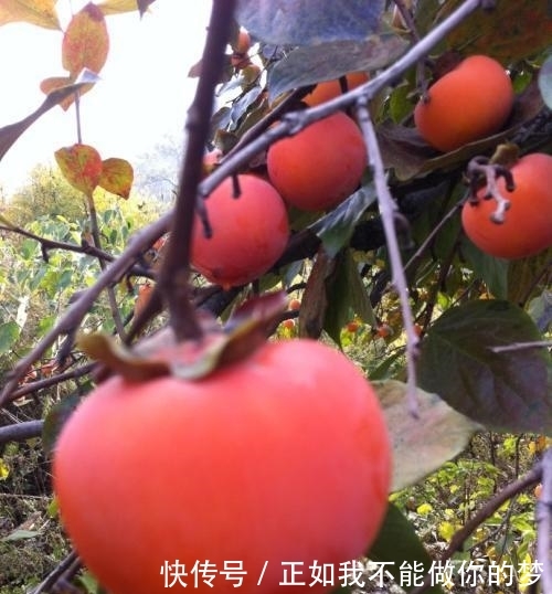  #果子#庭院种此“果树”，插土就能活，果子摘不完，味道甜如蜂蜜