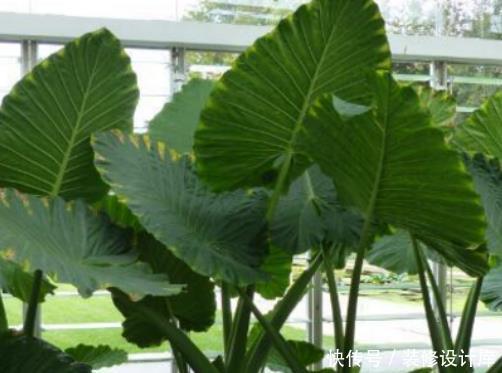  『家里』家里有这4种花赶紧扔，孩子误食会引起中毒，现在清楚不算迟