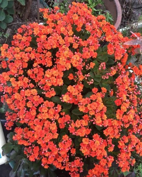  #图片作者#长寿开花不过瘾，学会1招，花苞多的能盖叶！