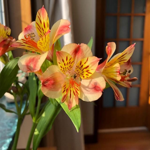  [六出花]六出花，最适合家庭养护的盆栽花卉