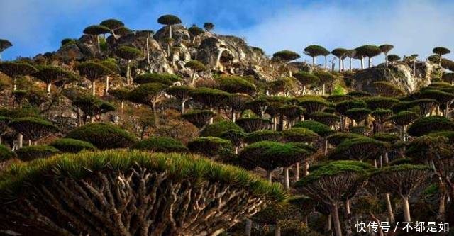 全球最美的5棵树，1棵身价过亿在中国，1棵是电影里的“常客”