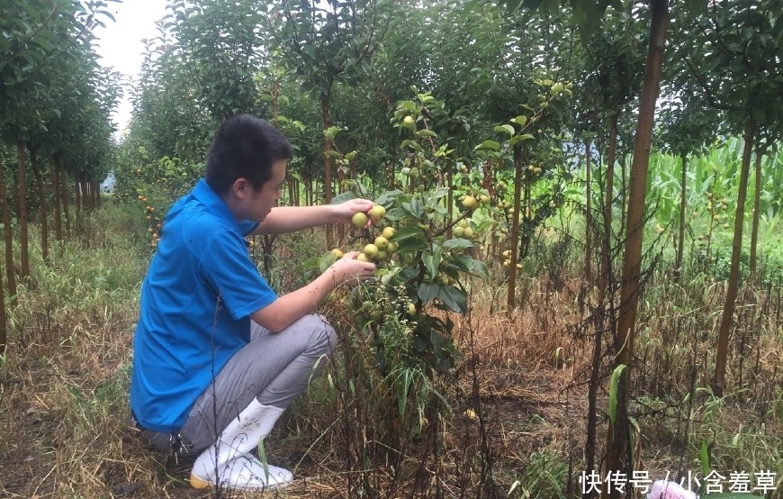 农民不种玉米种它，2元一斤，收入是种玉米的7倍