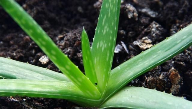  『芦荟生长』芦荟浇水让人头疼，怎样才能合理的浇水？看这里