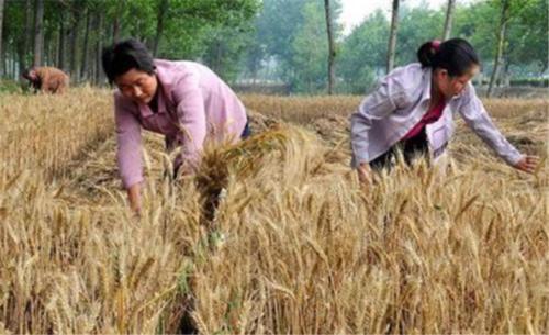  #弃耕#农村弃耕抛荒现象是什么原因造成的？最终结局是什么？