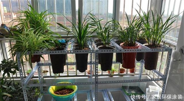 #都市#都市养兰难?跟大神学这“3招”,年年开花多,邻居也能闻到花香