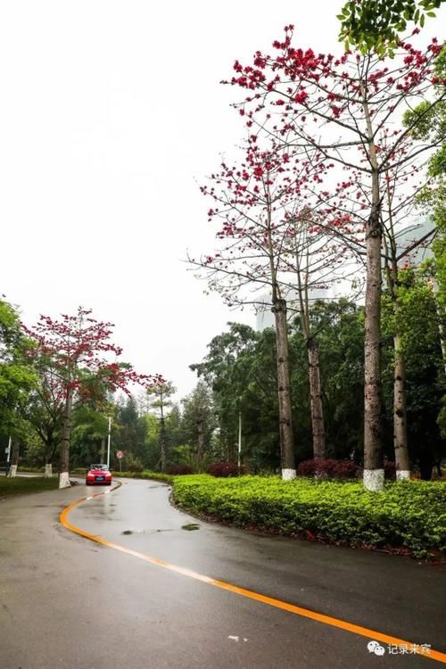  花瓣上的雨■来宾木棉花又开，惊艳了谁的时光？