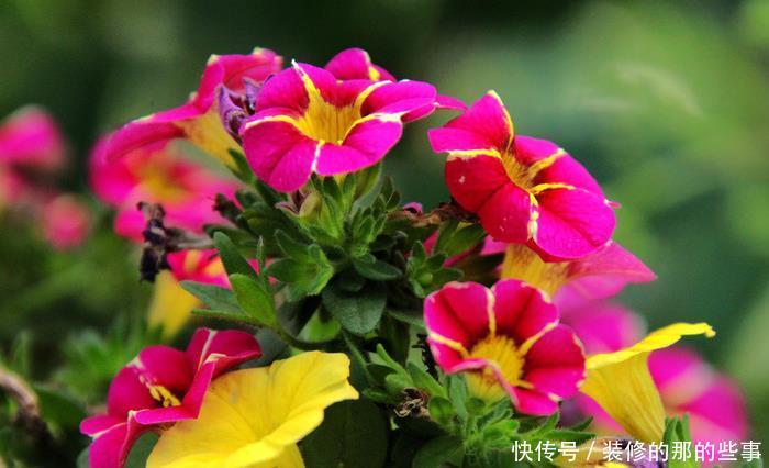  『喜欢』新手喜欢养护花卉，就选择花色绚丽，花期长，美丽漂亮的5种花卉