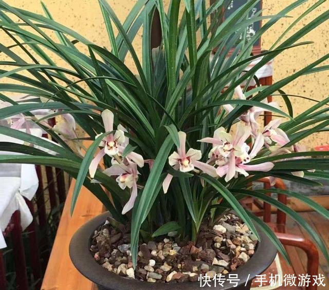  【特别】新手买兰花，这样选择，不然买一棵死一株，白白浪费钱