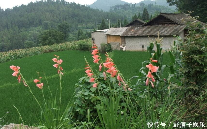  [苦苦菜]农村人看见豆青虫就踩死，城里人却当成宝，一公斤就要1