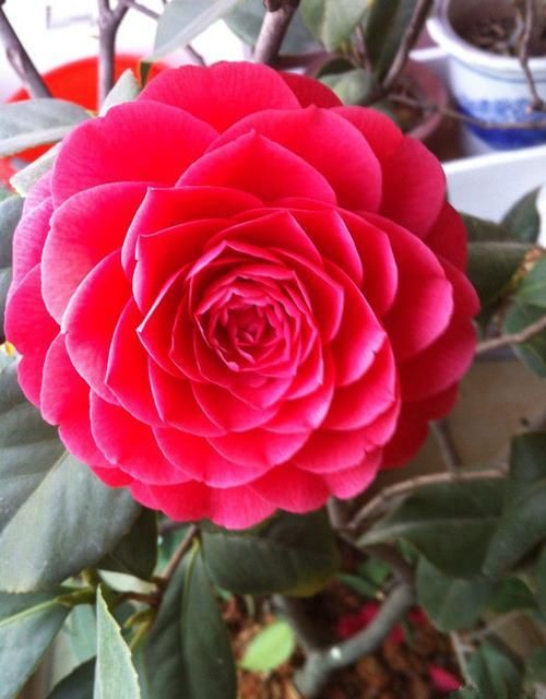  【不妨】喜欢玫瑰，不妨试试山茶花“六角大红”，花大色艳，精美绝伦！