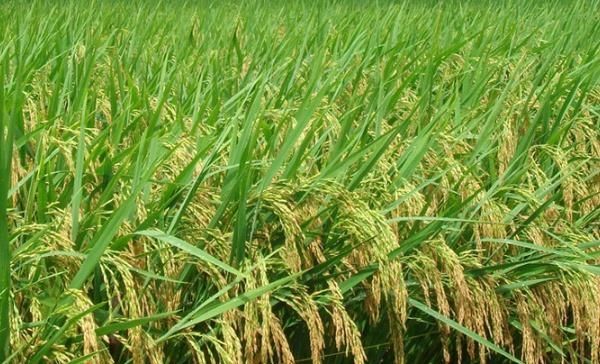  品种就■水稻里的品种，杂交水稻与自交水稻的区别，一起来看看！