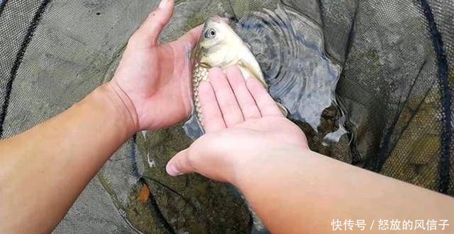  『适合』玉米这样泡最适合在水库钓鱼啦！半个小时喜获斤鲫和鲤鱼！