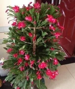 光照■这样养护蟹爪兰,每年开花2~3次真的不是问题