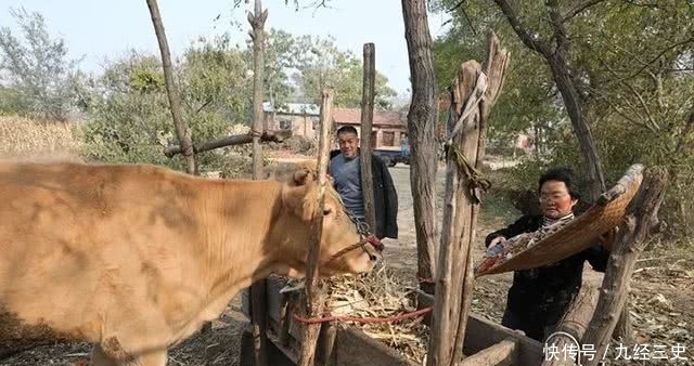  小牛犊■一个农村农民，生态养牛20头，能不能赚钱呢？每年赚多