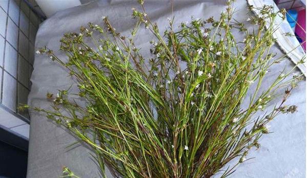 人称“草中黄金”，价值不输人参，农村人视为宝