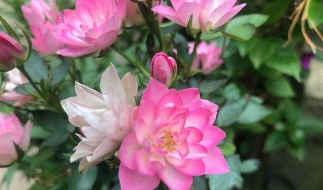 养花■喜欢在家里养花，就选择此3种，开花量大能爆盆，颜色鲜艳美极了