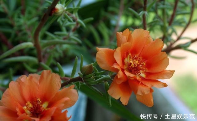  『家里』春天种上几粒种子，这些花让家里瞬间变成小花园，真美