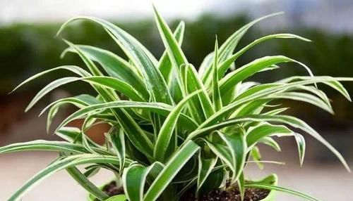  『绿萝』卫生间养上这4种植物，可以很好的去除异味