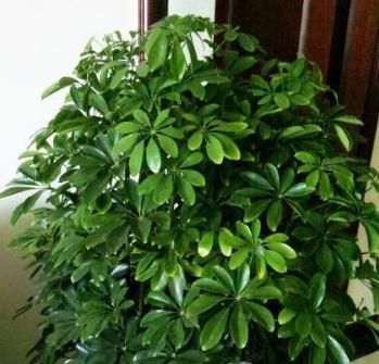  #充足#家养鸭掌木，植株松散瘦弱，换个“法子”养，枝繁叶茂，天天窜芽