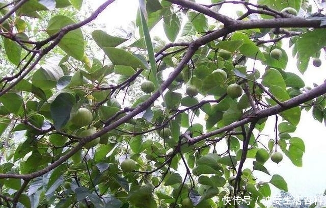  #上漆#这种树叫做“油桐树”，山里人用它给棺材上漆，种子曾卖5